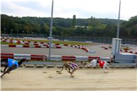 Chrt_dostihy_Praha_Greyhound_Racing_CGDF_ST_LEGER_2016_IMG_1106.jpg
