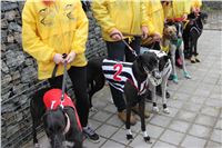 Chrt_dostihy_Praha_Greyhound_Racing_CGDF_ST_LEGER_2016_IMG_1254.jpg
