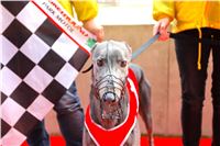 Chrt_dostihy_Praha_Greyhound_Racing_CGDF_ST_LEGER_2016_IMG_1349.jpg