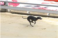 Chrt_dostihy_Praha_Greyhound_Racing_CGDF_ST_LEGER_2016_IMG_1379.jpg