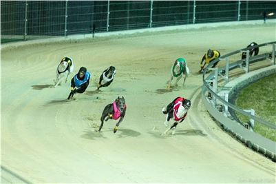 Chrt_Dostihy_Night_Greyhound_Racing_Park_Motol_Prague_CGDF_Rozhovor.jpg