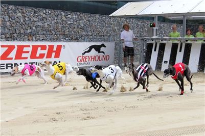 Chrt_dostihy_Greyhound_Racing_Park_Motol_Praha_IMG_9435_Rozhovor_CGDF.jpg