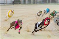 Chrt_dostihy_Greyhound_Racing_Park_Motol_Praha_rozhovor_CGDF_2.jpg