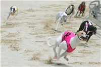 Chrt_dostihy_Greyhound_Racing_Park_Motol_Praha_rozhovor_CGDF_3.jpg