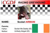 Armani_zavodni_chrt_Ceska_greyhound_dostihova_federace_CGDF.jpg