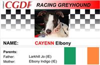 Cayenn_zavodni_chrt_Ceska_greyhound_dostihova_federace_CGDF.jpg