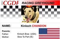 Chandon_zavodni_chrt_Ceska_greyhound_dostihova_federace_CGDF.jpg