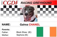 Chanel_zavodni_chrt_Ceska_greyhound_dostihova_federace_CGDF.jpg