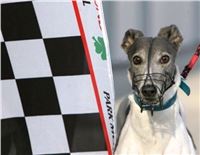 Chrti_dostihy_Czech_Greyhound_Racing_Prague_CGDF_Greyhound_Park_Motol_4.jpg