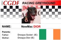 Dior_zavodni_chrt_Ceska_greyhound_dostihova_federace_CGDF.jpg