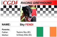 Fendi_zavodni_chrt_Ceska_greyhound_dostihova_federace_CGDF.jpg