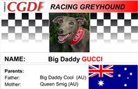 Gucci_zavodni_chrt_Ceska_greyhound_dostihova_federace_CGDF_.jpg