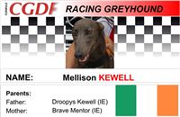 Kewell_zavodni_chrt_Ceska_greyhound_dostihova_federace_CGDF.jpg