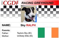 Ralph_zavodni_chrt_Ceska_greyhound_dostihova_federace_CGDF.jpg