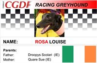 Rosa_Louise_zavodni_chrt_Ceska_greyhound_dostihova_federace_CGDF.jpg