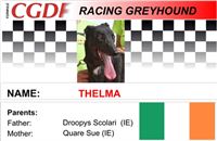 Thelma_zavodni_chrt_Ceska_greyhound_dostihova_federace_CGDF.jpg