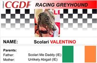 Valentino_zavodni_chrt_Ceska_greyhound_dostihova_federace_CGDF.jpg