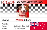 White_zavodni_chrt_Ceska_greyhound_dostihova_federace_CGDF.jpg