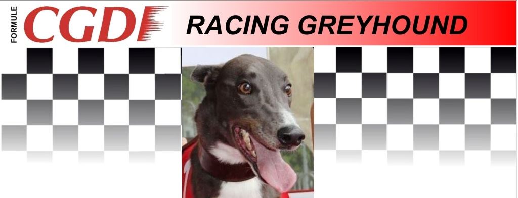 Armani_zavodni_chrt_Ceska_greyhound_dostihova_federace_CGDF.jpg