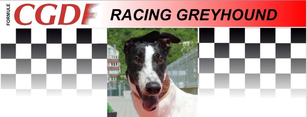 Azzaro_zavodni_chrt_Ceska_greyhound_dostihova_federace_CGDF.jpg