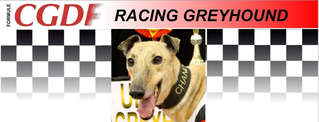 Chandon_zavodni_chrt_Ceska_greyhound_dostihova_federace_CGDF.jpg