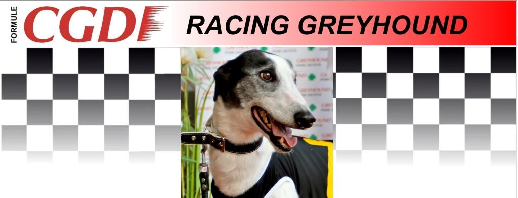 Dolce_zavodni_chrt_Ceska_greyhound_dostihova_federace_CGDF.jpg