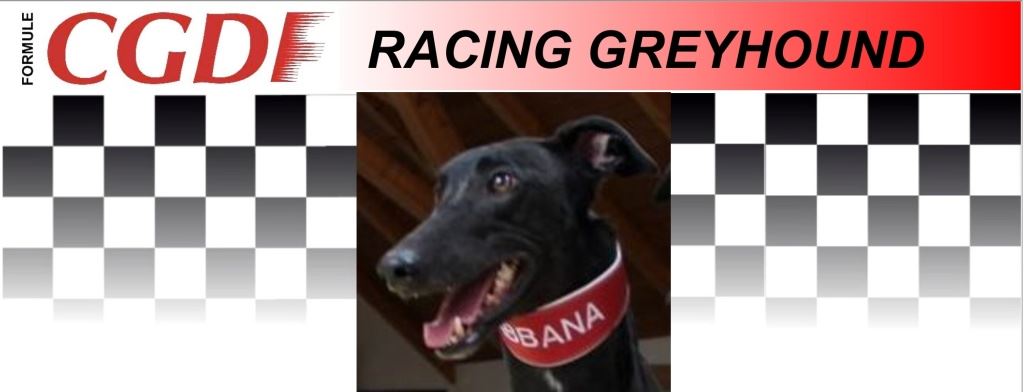 Gabbana_zavodni_chrt_Ceska_greyhound_dostihova_federace_CGDF.jpg