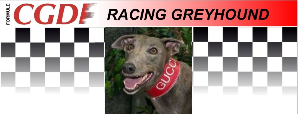 Gucci_zavodni_chrt_Ceska_greyhound_dostihova_federace_CGDF.jpg