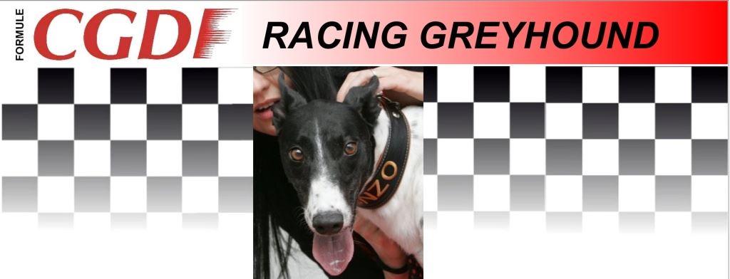 Kenzo_zavodni_chrt_Ceska_greyhound_dostihova_federace_CGDF.jpg