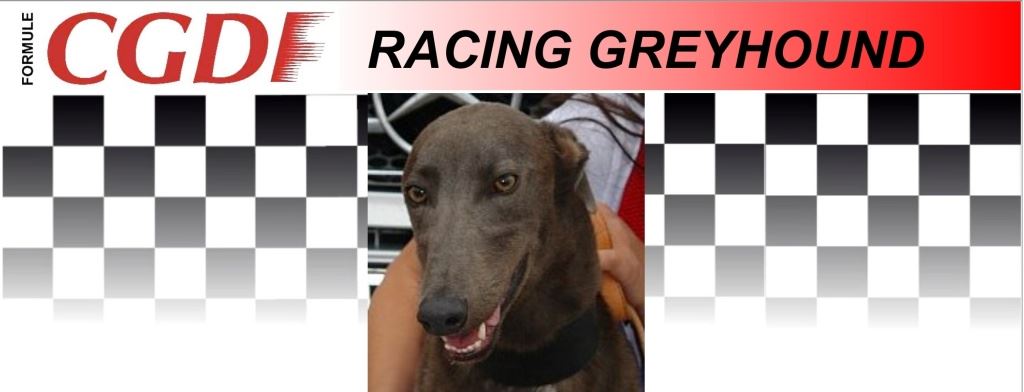 Kewell_zavodni_chrt_Ceska_greyhound_dostihova_federace_CGDF.jpg