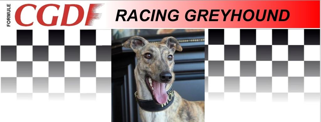 Moet_zavodni_chrt_Ceska_greyhound_dostihova_federace_CGDF.jpg