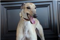 CGDF_Zlaty_chrt_Kinloch_CHANDON_Czech_Greyhound_Racing_Federation_Prague_Racing_Dostihy.JPG