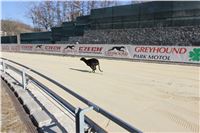 Chrt_dostihy_First_Racing_Greyhound_Park_Motol_CGDF_IMG_2902.JPG