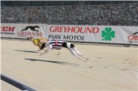 Chrt_dostihy_First_Racing_Greyhound_Park_Motol_CGDF_IMG_2971.JPG