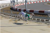 Chrt_dostihy_First_Racing_Greyhound_Park_Motol_CGDF_IMG_2982.JPG