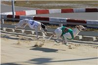 Chrt_dostihy_First_Racing_Greyhound_Park_Motol_CGDF_IMG_2983.JPG