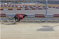 Chrt_dostihy_First_Racing_Greyhound_Park_Motol_CGDF_IMG_3011.JPG
