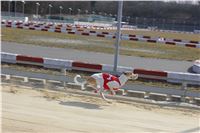 Chrt_dostihy_First_Racing_Greyhound_Park_Motol_CGDF_IMG_3044.JPG