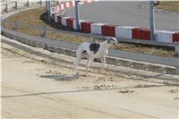 Chrt_dostihy_First_Racing_Greyhound_Park_Motol_CGDF_IMG_3056.JPG