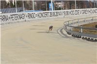 Chrt_dostihy_First_Racing_Greyhound_Park_Motol_CGDF_IMG_3124.JPG