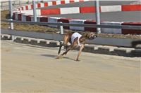 Chrt_dostihy_First_Racing_Greyhound_Park_Motol_CGDF_IMG_3127.JPG