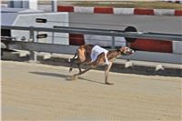 Chrt_dostihy_First_Racing_Greyhound_Park_Motol_CGDF_IMG_3128.JPG