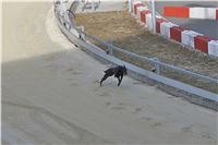 Chrt_dostihy_First_Racing_Greyhound_Park_Motol_CGDF_IMG_3148.JPG