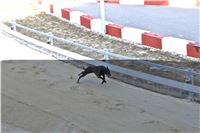 Chrt_dostihy_First_Racing_Greyhound_Park_Motol_CGDF_IMG_3149.JPG