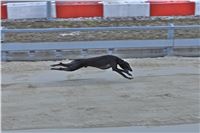Chrt_dostihy_First_Racing_Greyhound_Park_Motol_CGDF_IMG_3152.JPG