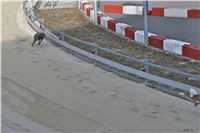 Chrt_dostihy_First_Racing_Greyhound_Park_Motol_CGDF_IMG_3158.JPG