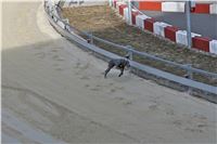 Chrt_dostihy_First_Racing_Greyhound_Park_Motol_CGDF_IMG_3159.JPG