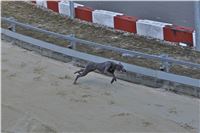 Chrt_dostihy_First_Racing_Greyhound_Park_Motol_CGDF_IMG_3160.JPG