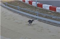 Chrt_dostihy_First_Racing_Greyhound_Park_Motol_CGDF_IMG_3190.JPG