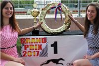 Chrt_dostihy_Greyhound_Racing_Prague_Grand_Prix_2017.JPG